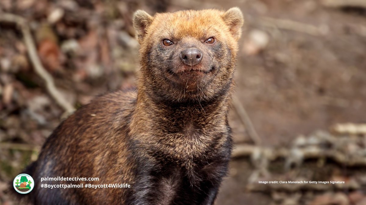PalmOilDetect's tweet photo. With a bear-like face 🐻 foxy eyes 🦊 and webbed feet 🦆 the #BushDog is not your typical canine 🤯🐾🐕 They are ‘Near Threatened’ by #palmoil and #soy #deforestation in #SouthAmerica. Help them survive #Boycottpalmoil #Boycott4Wildlife 🌴⛔ @palmoildetect https://t.co/nFsh8p6zWi https://t.co/kaHSi4tx5R