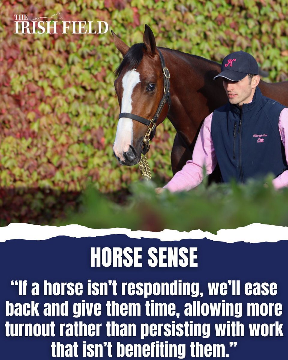 TheIrishField's tweet photo. Roderic Kavanagh of Kildaragh Stud offers an insight into the strategy and attention to detail required to ensure young horses present at their best. Read it  this weekend in The Irish Field's sales prep feature @kildaraghstud @EquiIreland
https://t.co/5GTJihwAiB https://t.co/A8ohwZj5zZ