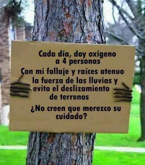 EcoInventos's tweet photo. 🌳 ¡Un árbol hace mucho más por nosotros de lo que imaginamos! 💚 https://t.co/uj4SAL1mI8