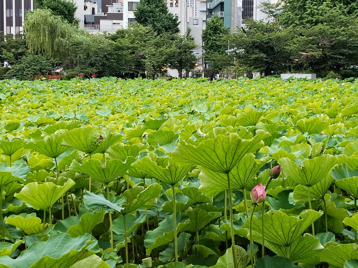 hashibiroman's tweet photo. だいぶ極楽浄土感が出てきた＠上野不忍池。もうまもなくで見頃🪷になりそうです☺️ https://t.co/EjPpzLjVos