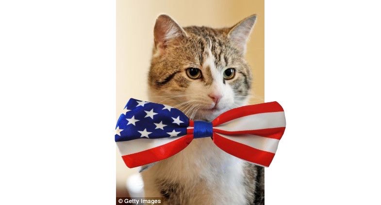 ElizabethRadcl5's tweet photo. Larry the cat 🐱 wishing all a wonderful American 🇺🇸 Independence Day #number10cat 🇺🇸🇺🇸🇺🇸🇺🇸🇺🇸🇺🇸🇺🇸🇺🇸🇺🇸🇺🇸🇺🇸🇺🇸🇺🇸🇺🇸 https://t.co/08wHkiSgnX