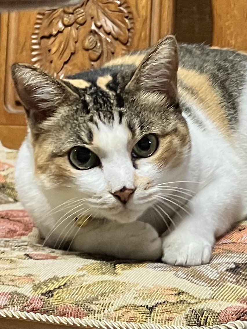 mkbr_bgn's tweet photo. タイムラインには可愛い猫がいた方がいい https://t.co/6eHfT3oNYE