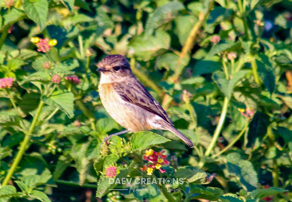 daevcreations_'s tweet photo. Nature is beautiful #wildlifephotography #birdsofinstagram https://t.co/FepbVjPAy2