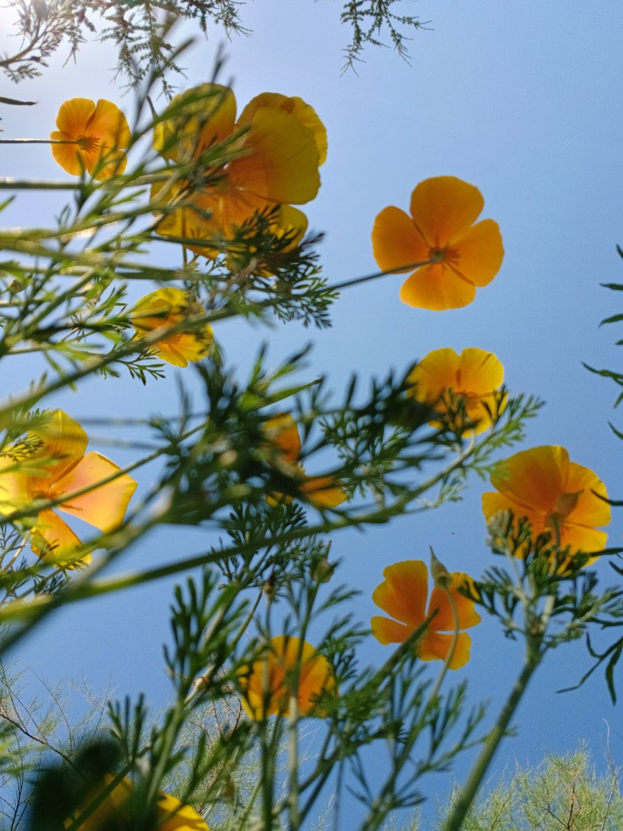 SilentBloomLab_'s tweet photo. Looking up through a patch of golden cosmos.
A reminder that sometimes all it takes is changing your perspective to discover something beautiful. ☀️🌼
#NaturePhotography #Wildflowers #FlowerPhotography #GoldenHour #SoftBotanical https://t.co/72D5DFVHQg