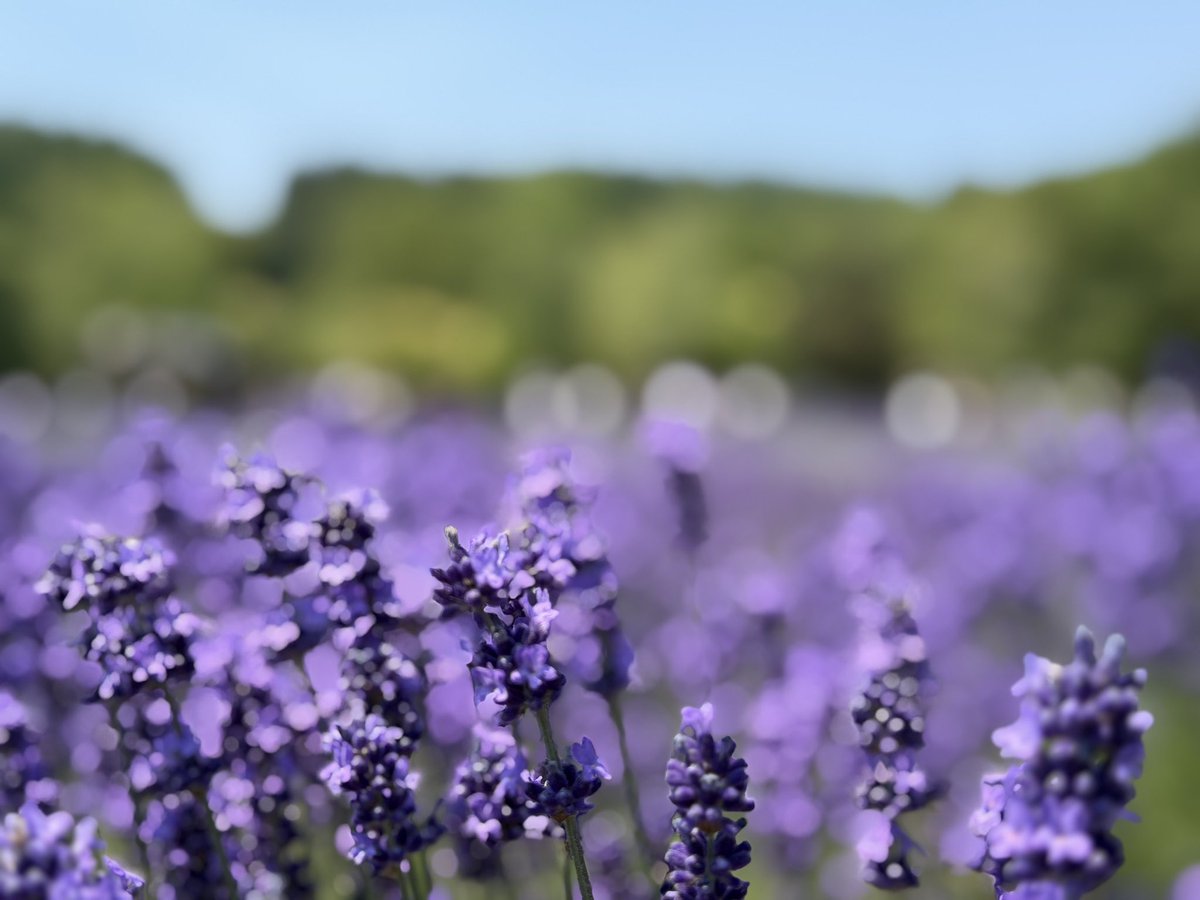 E3_StormBringer's tweet photo. lavender. https://t.co/La4R079r1q