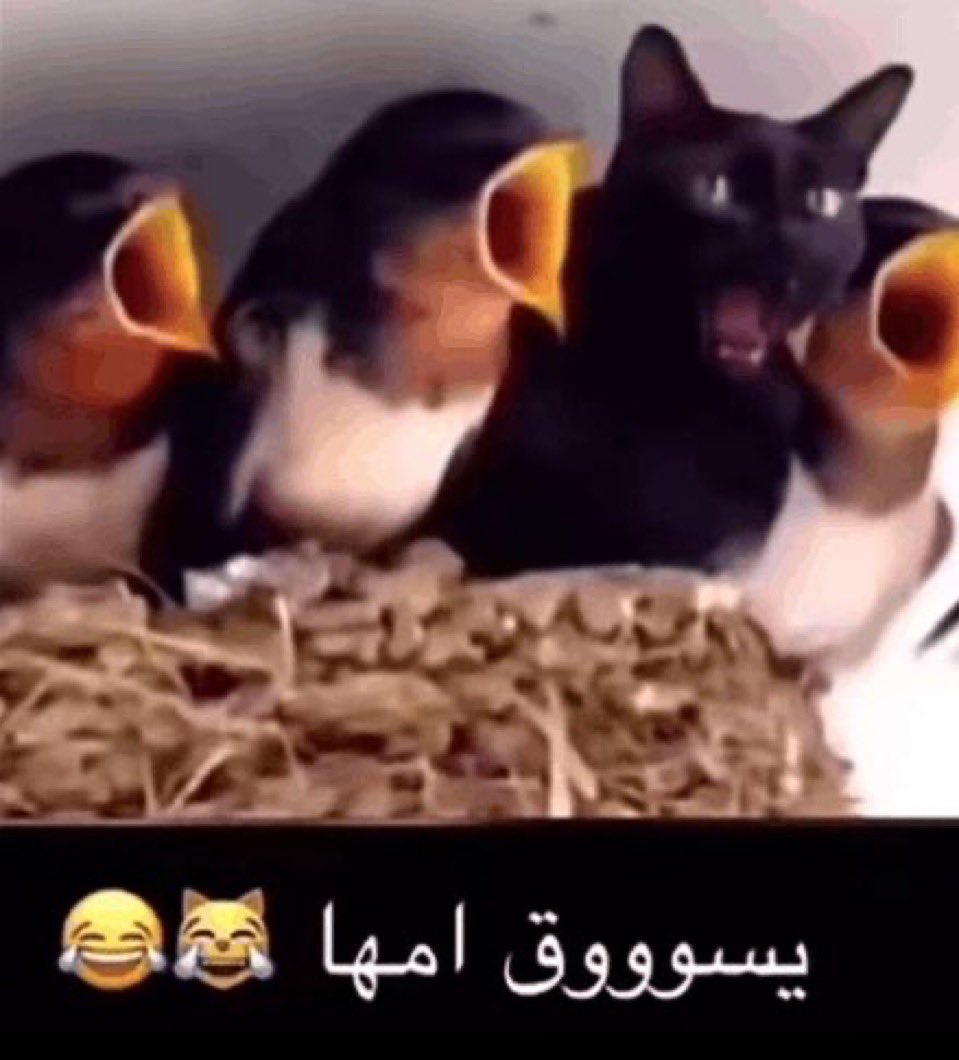 Boo tweet media