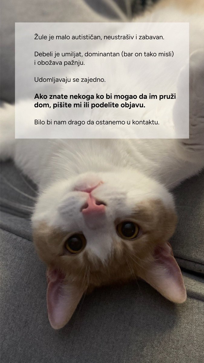 krivokapic's tweet photo. Sjajni momci. Traze novi dom! Pružaju puno ljubavi i zabave! https://t.co/twJNFAdrrm