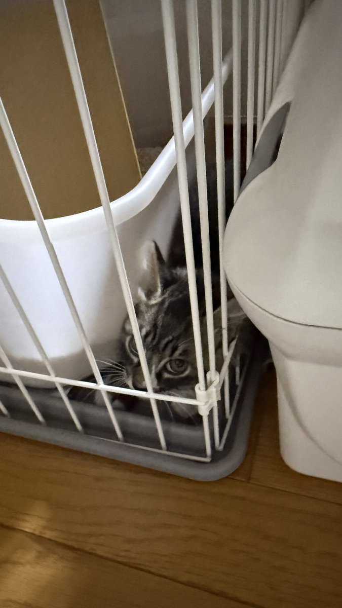 captase45's tweet photo. 隅に立てこもっています https://t.co/MA8mahoysT