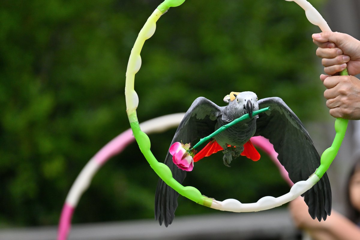 chiezo2005's tweet photo. #ヨウムのテル
#ズーラシアde七夕
#ズーラシア
#バードショー

バードショーのオープニングも務める芸達者なテルですが、とうも人見知りらしい・・・

#ヨウム
#GreyParrot
#ZOORASIA https://t.co/AytPwdrzU2