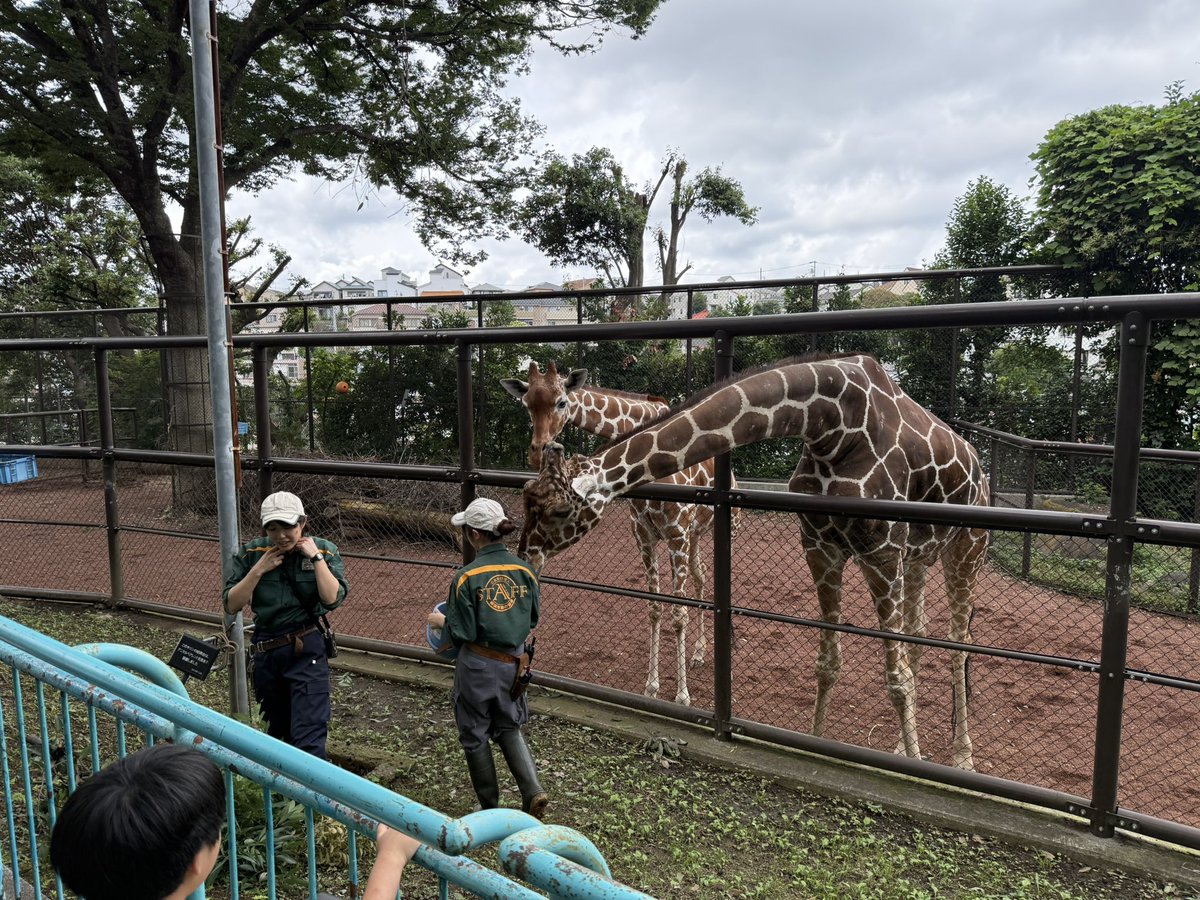 Post by Tomohito Nakayama on X: キリンさん🦒