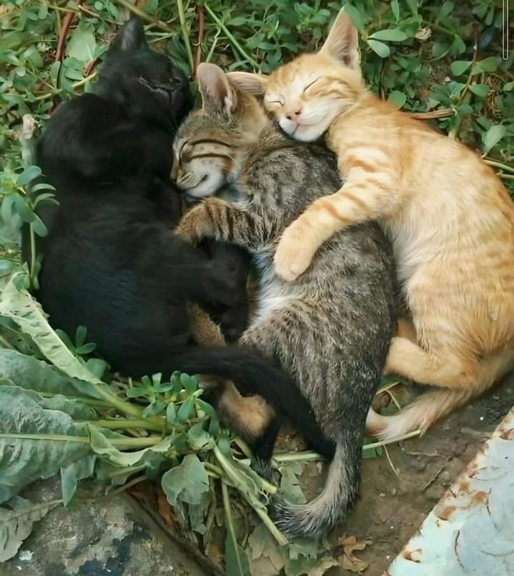 Isengarddescend's tweet photo. Hollypaw, Jaypaw and Lionpaw sleeping together https://t.co/5xjx5tAAd2