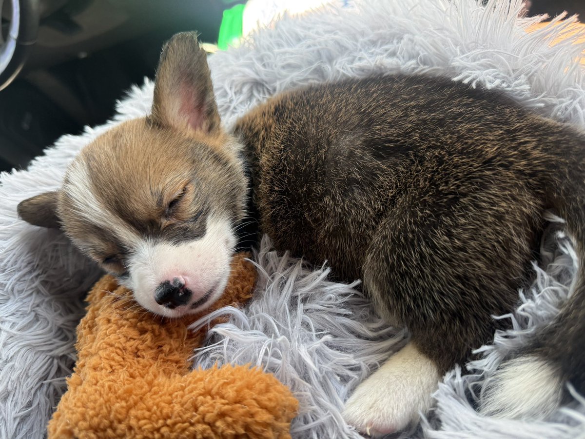 Yessie66's tweet photo. My yoshi 🥹🤎 https://t.co/4qpuFGeWGc
