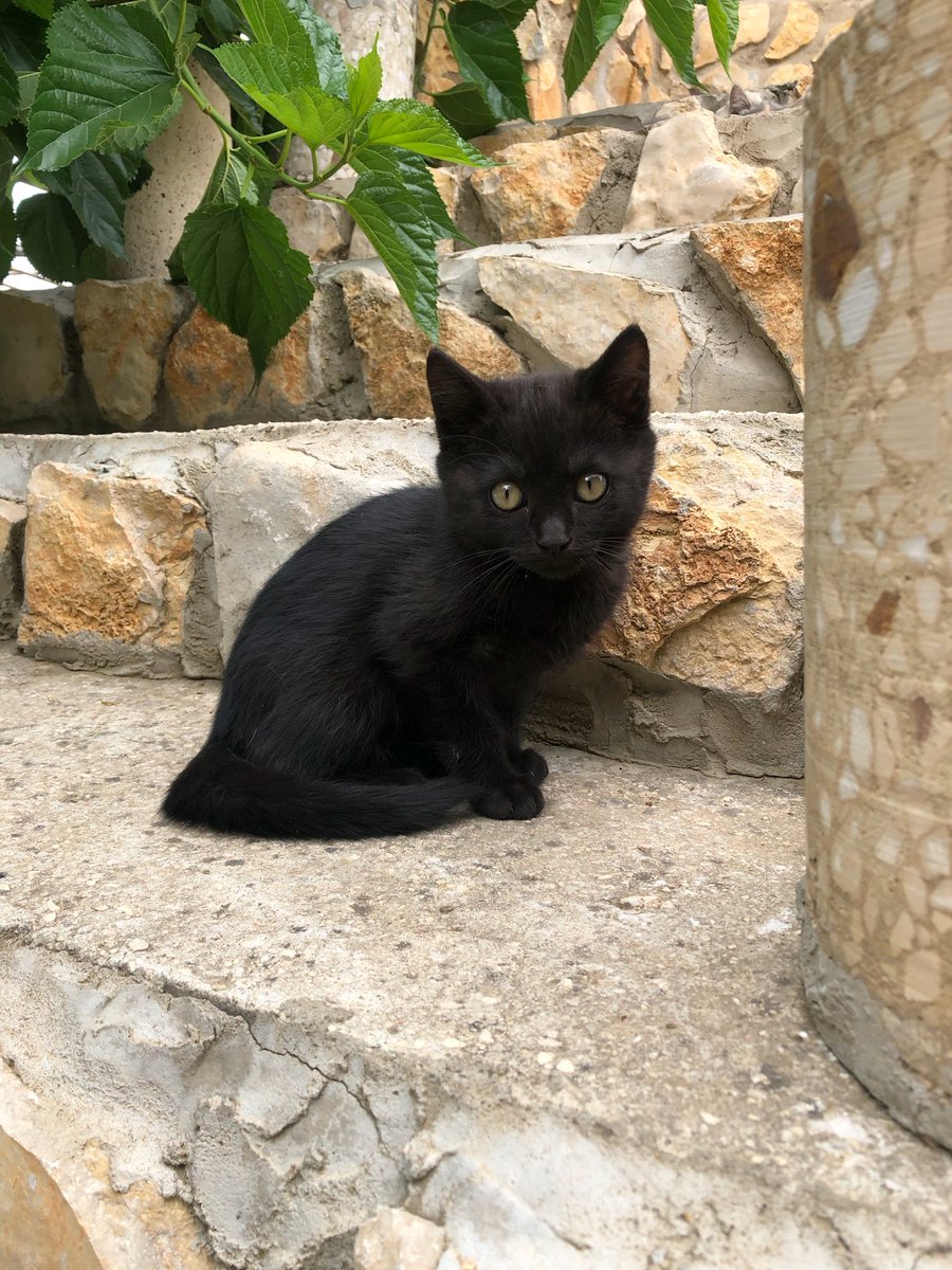 marie_nassar's tweet photo. Good morning X-Friends…Happy Saturday 🌼🍃☕️🐈‍⬛💚🖤
My photo 📸

#SaturdayMorning 🌼 #CoffeeTime ☕️ #CatsLover 🐈‍⬛ #HappyWeekend ☀️ #StayPositive 💛 #BeKindAlways 💐 #PeaceAndLove 🕊️ https://t.co/bsH4ScHYgJ