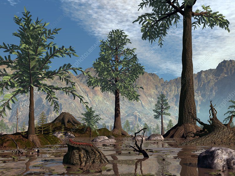 RealRyanFuller's tweet photo. Before dinosaurs, one tree changed the world.

Archaeopteris created Earth’s first forests, helping reshape the atmosphere, climate, and landscape nearly 385 million years ago. Every forest today traces its roots back to this ancient pioneer. https://t.co/jLc0eYGyam