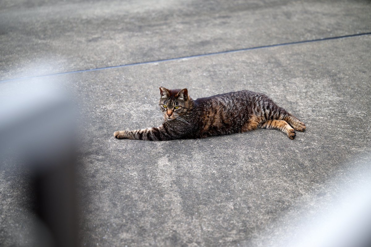 4557 猫実に猫 #NORA