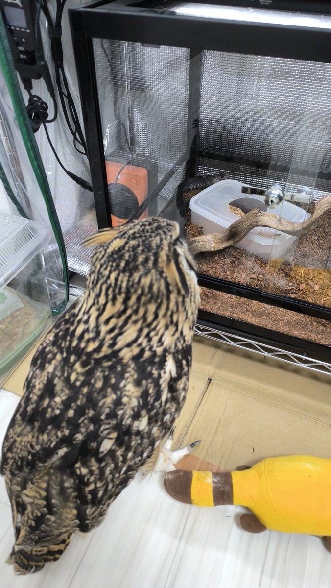 HachuToMoke's tweet photo. へびおるね https://t.co/Yf8fgPdxfN