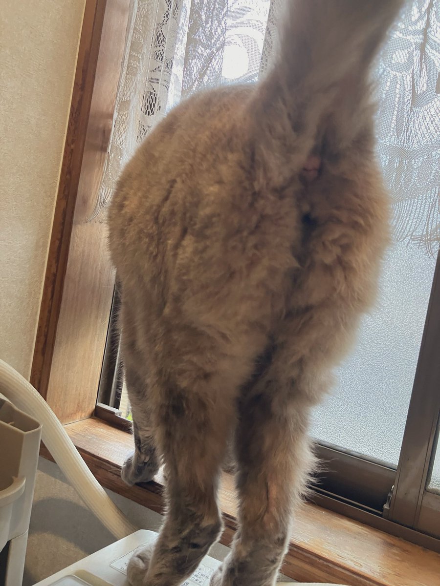 Raspberry_dim's tweet photo. ねこしり https://t.co/T6tPJvZpWT