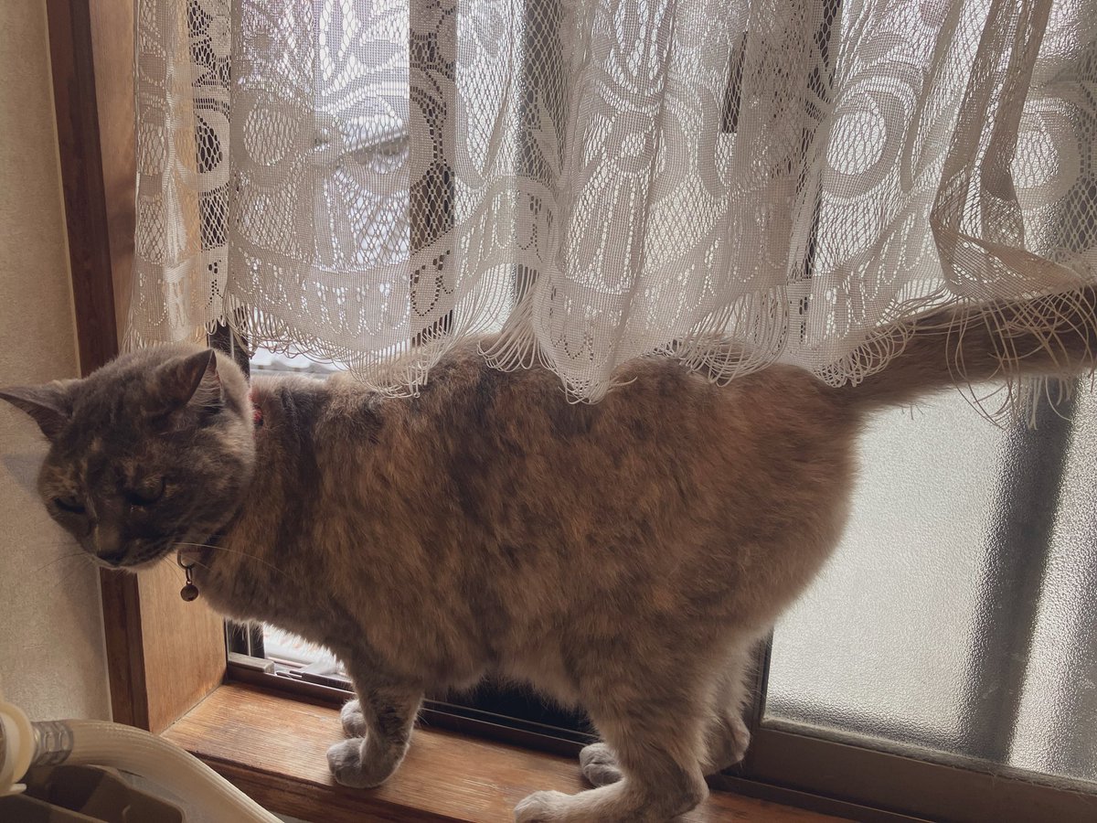 Raspberry_dim's tweet photo. ねこしり https://t.co/T6tPJvZpWT