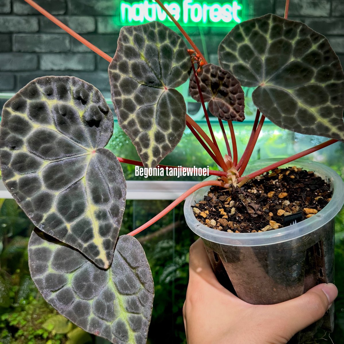nativeforest1 tweet picture