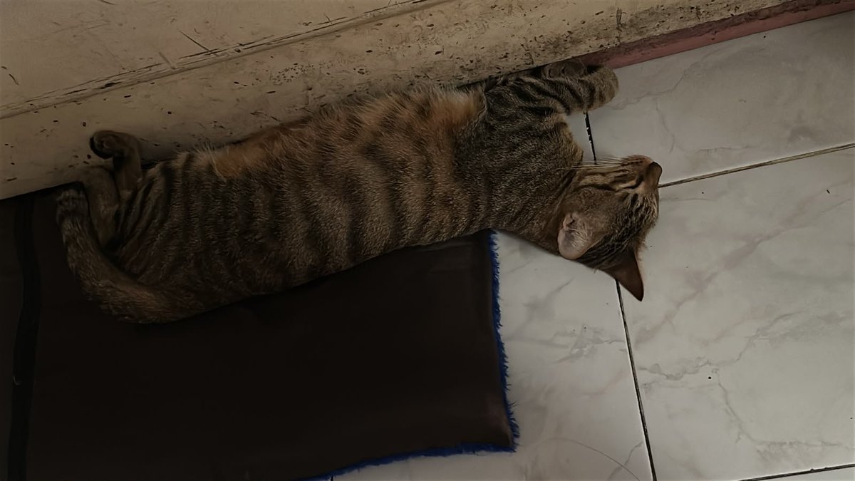 mingyehaa's tweet photo. sleepy cat #cat #kucing #kucingtidur https://t.co/EIRF7GniRI
