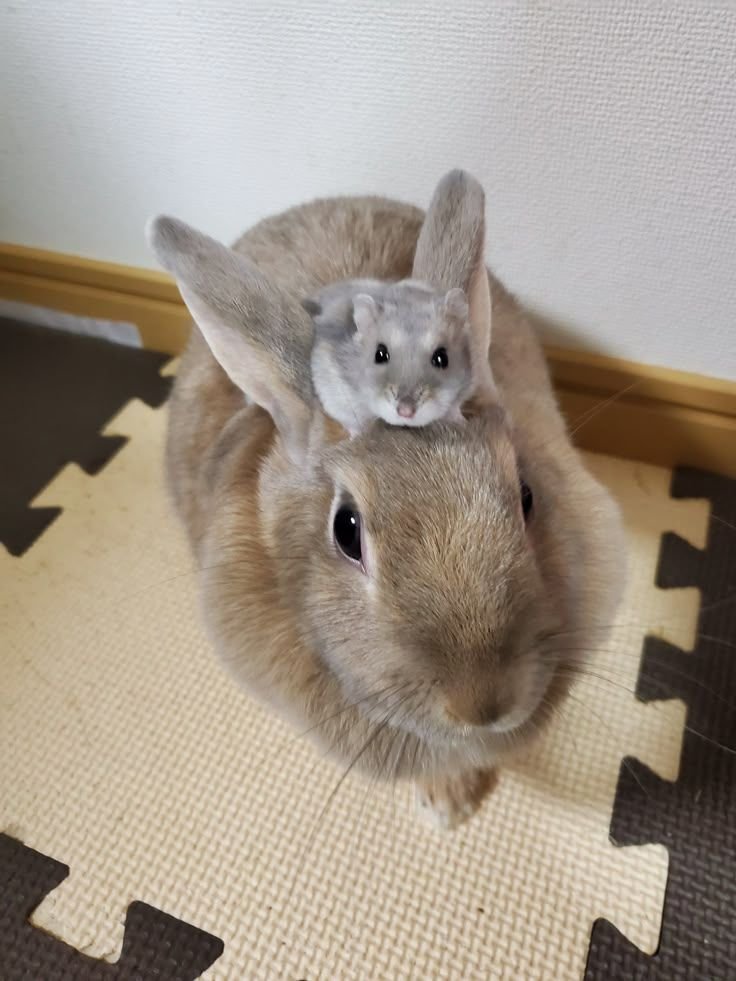 TweetsOfHamster's tweet photo. Boss https://t.co/Glh1Cl72Lm