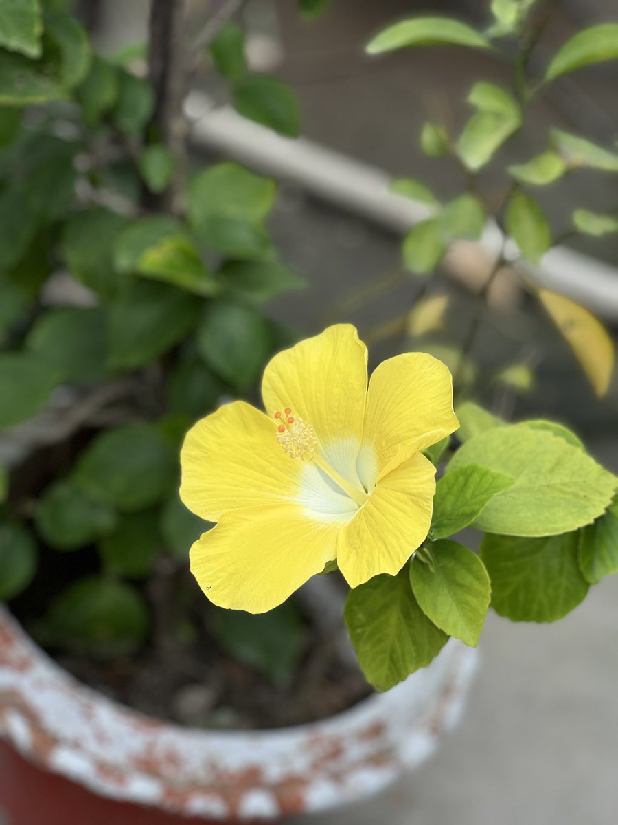 Chowdhury1Mishu's tweet photo. Life is very short.
So break your silly ego,
Forgive quickly, believe slowly, love truly, laugh loudly and never avoid anything that makes you smile.

#lifebeautiful https://t.co/UruKbkgXGd