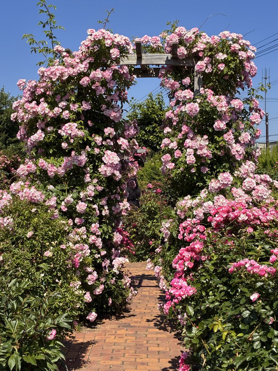 kinako4028's tweet photo. 薔薇がもりもり🌹
ロイズ薔薇園 https://t.co/DDPSacfHQz