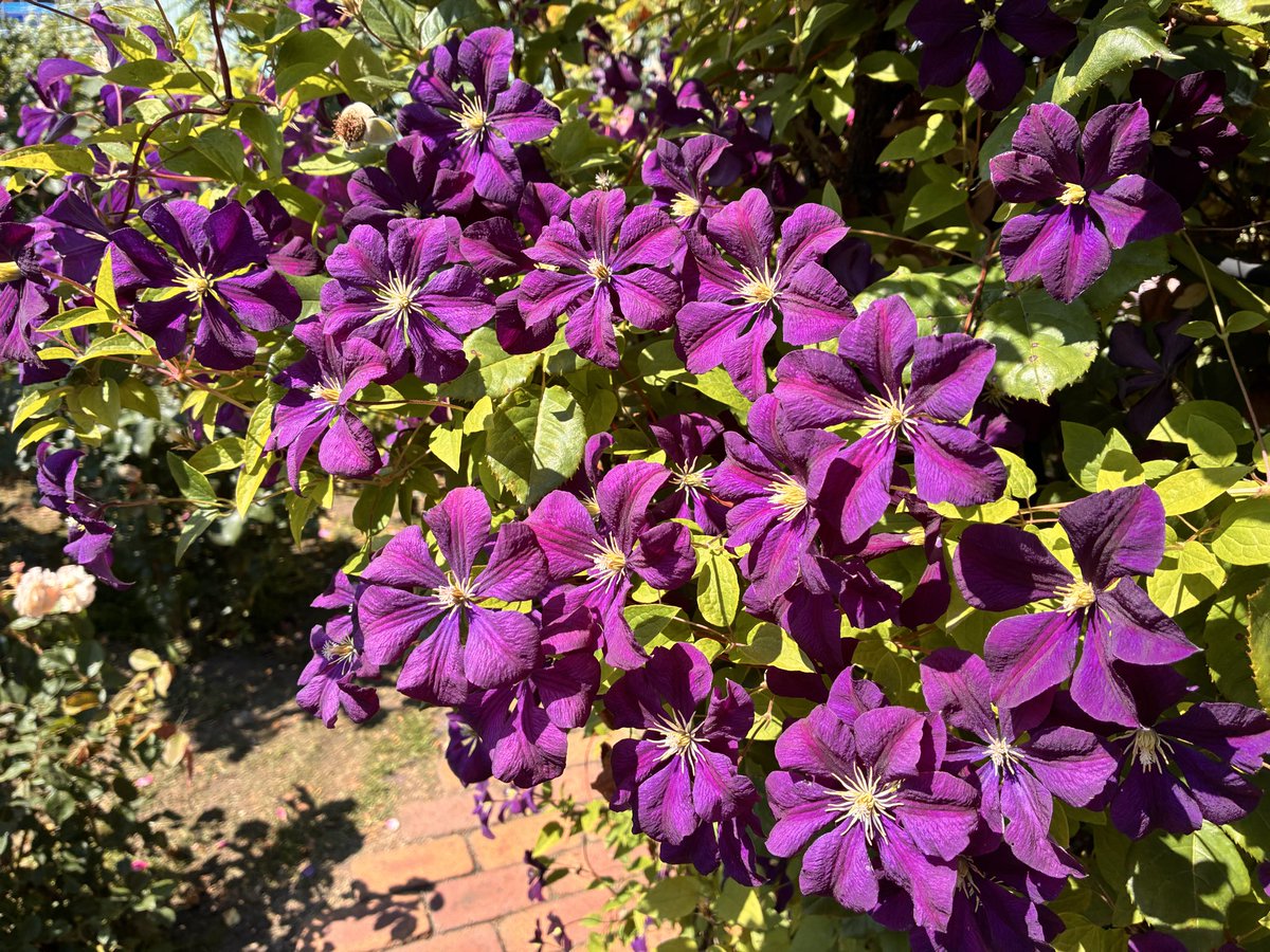 kinako4028's tweet photo. 薔薇がもりもり🌹
ロイズ薔薇園 https://t.co/DDPSacfHQz