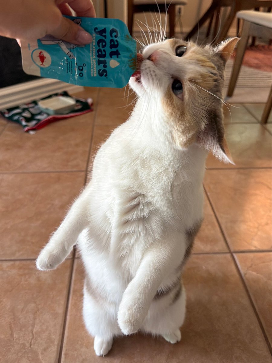 Panko A. Cat’s Mom tweet media
