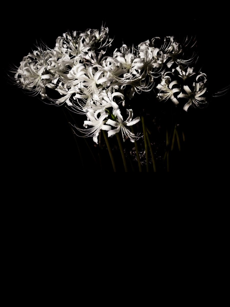 Saaya_Kscope's tweet photo. この花が闇に溶けていくように
願い通り
思っていたよりも早く
あちらの世界へいけそうです https://t.co/JWDvlAFMo3