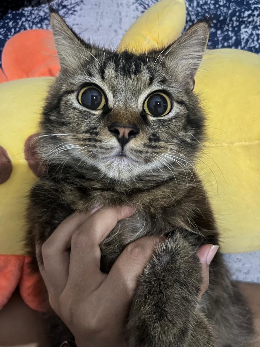 _h444n's tweet photo. OPEN ADOPT 
FREE ADOPT BERSYARAT

LOK JEBRES, SURAKARTA

- harus 1 pasang kucing
- adik kakak
- cewe dan cowo
- yg cewe hamil

HMU

#openadopt #free #solo #surakarta #zonauang #zonajajan https://t.co/RD9DovISim