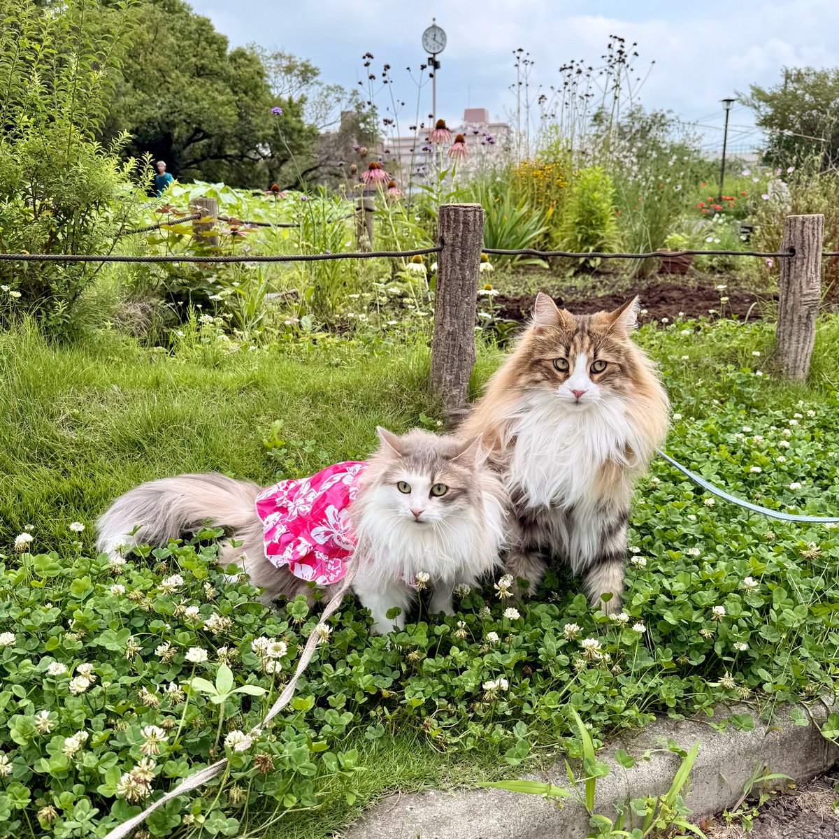 kyappachan's tweet photo. 久しぶりに雨が降ってない土曜🎶

近所の公園お散歩して、タコス🌮のお店とジェラート🍨のお店行ってきた🐈🐈⸒⸒⸒⸒

#rien_cats #蘆花恒春園 #TEXMEXTMXCN #JandKジェラテリア https://t.co/WjbMDNZURH
