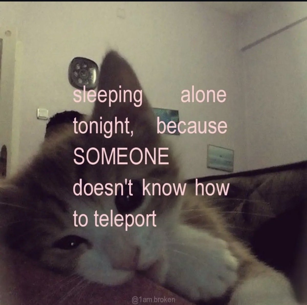 MyCuteCatPage's tweet photo. https://t.co/4UvEodLjwY