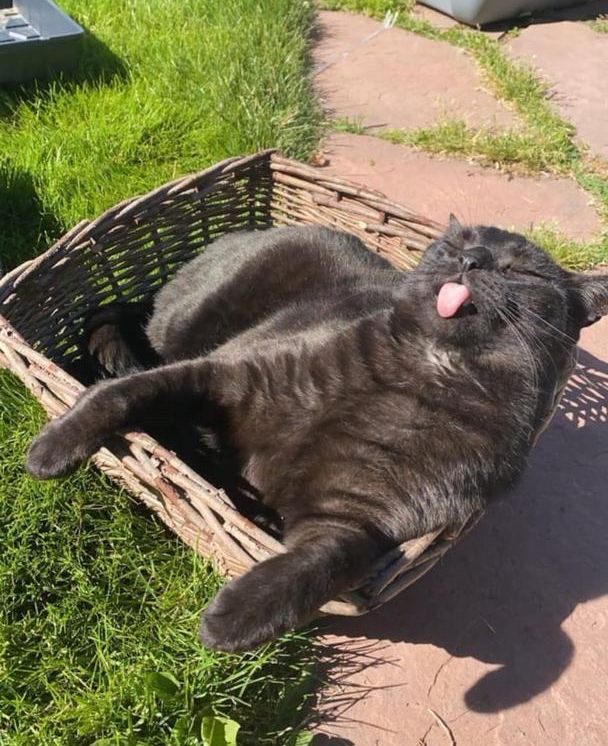 Cats_ooc's tweet photo. https://t.co/hgyNC7Y4bp