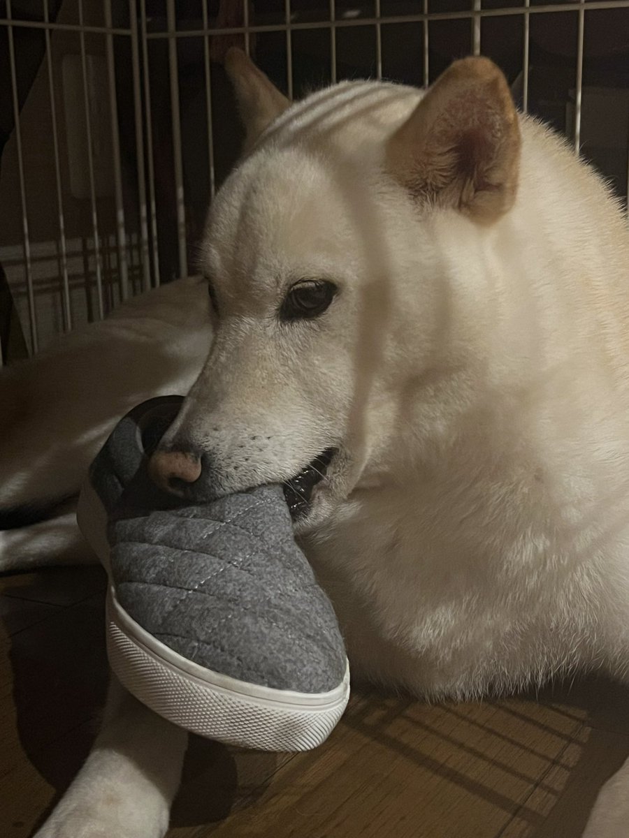 blacksnowsiba's tweet photo. 返して！！

#靴泥棒　#白柴　#柴犬 https://t.co/6p17nVDOLu