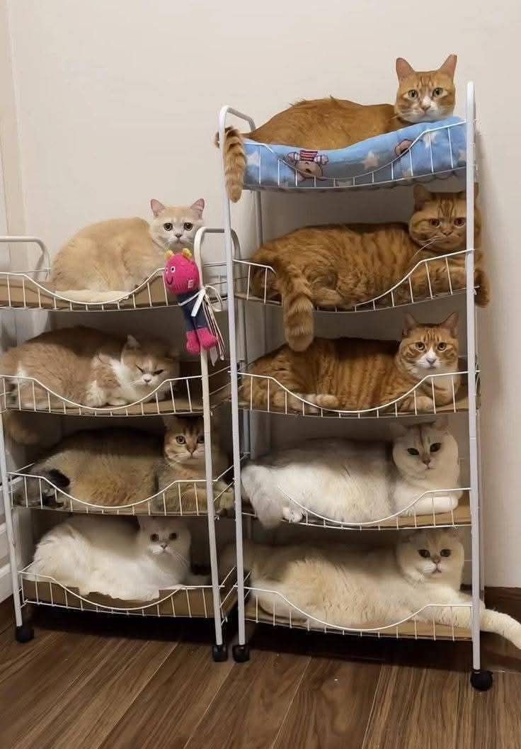 The Cats 𝕏 tweet media
