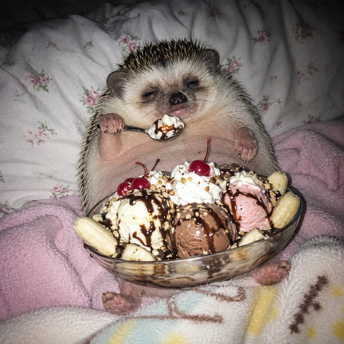 cutest_animal1's tweet photo. 幸せそうなハムスター https://t.co/szFKrOdoRs