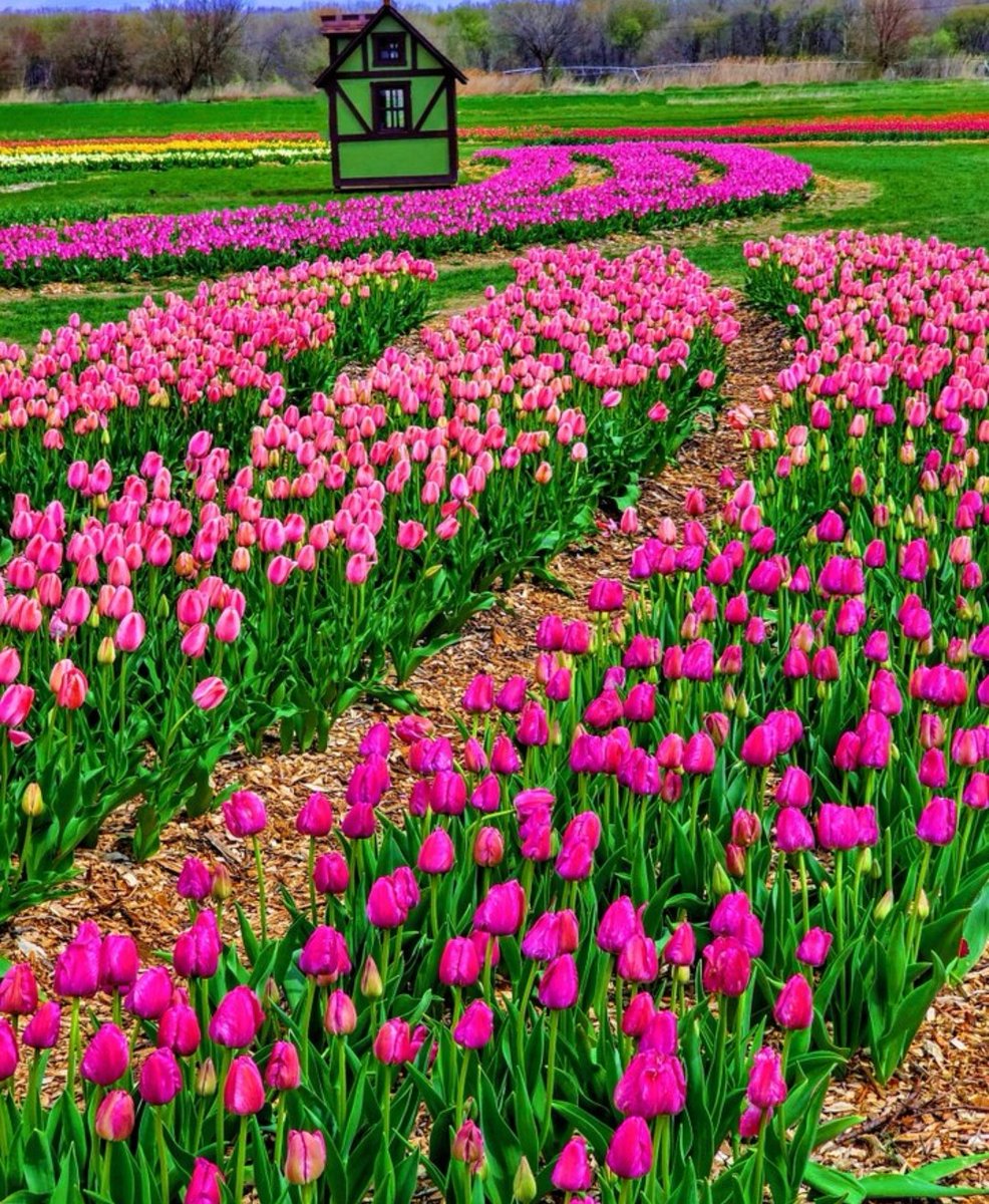17017Nov's tweet photo. 🩷💗🌿Happy Weekend🌿💗🩷 #tulips https://t.co/53vIIDSvSF