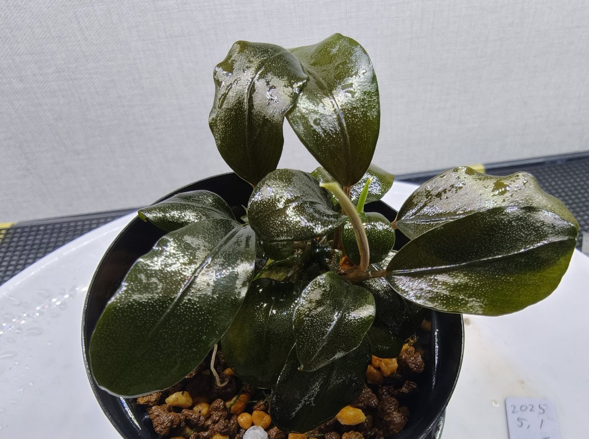 kiboudeko's tweet photo. Bucephalandra sp. Kabupaten Landak Kalimantan Barat T-3809-1
2025/05

TZ便 メタルブセ
カブパテン

入手植付けから14ヶ月
1度やらかしまして😅
ほとんどの葉を溶かしました💦

やらかしボーナスで子株ギチギチ。
株分けしました👍

#ブセファランドラ
#Bucephalandra
#TZ便 https://t.co/VZtHgtgph2