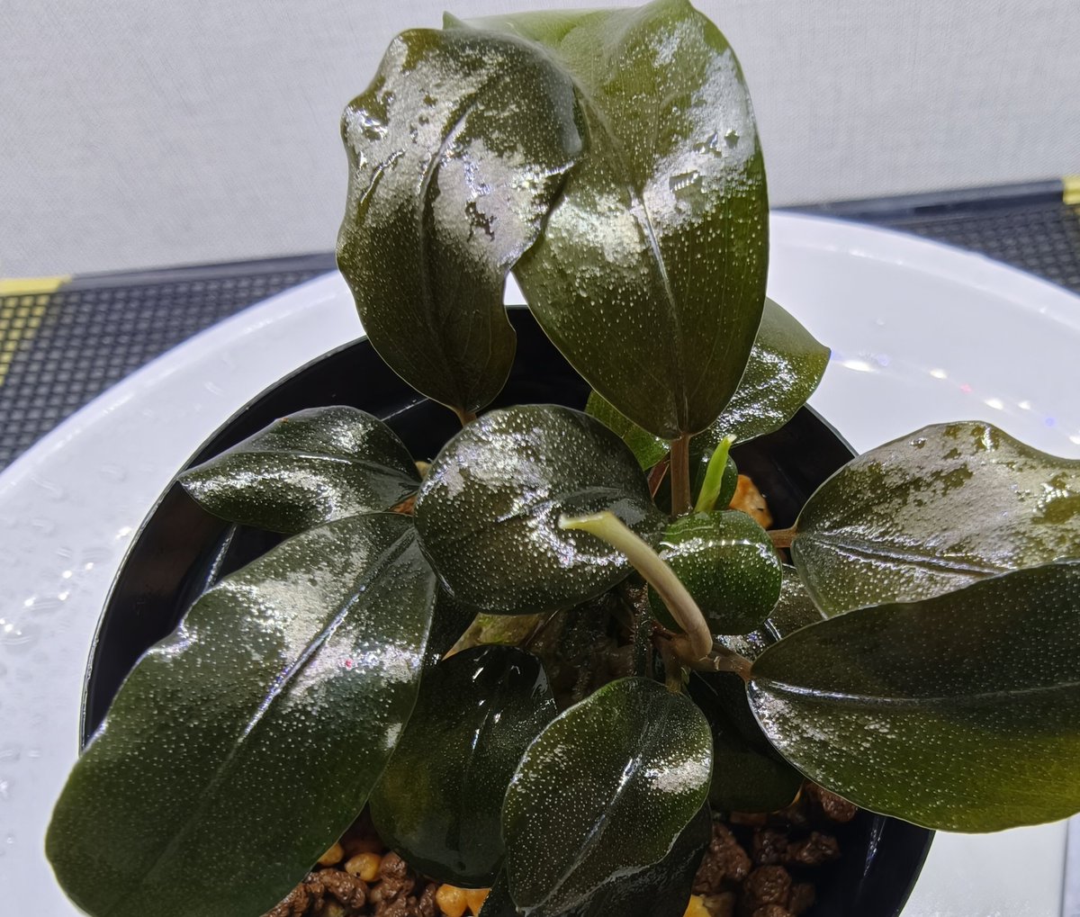 kiboudeko's tweet photo. Bucephalandra sp. Kabupaten Landak Kalimantan Barat T-3809-1
2025/05

TZ便 メタルブセ
カブパテン

入手植付けから14ヶ月
1度やらかしまして😅
ほとんどの葉を溶かしました💦

やらかしボーナスで子株ギチギチ。
株分けしました👍

#ブセファランドラ
#Bucephalandra
#TZ便 https://t.co/VZtHgtgph2