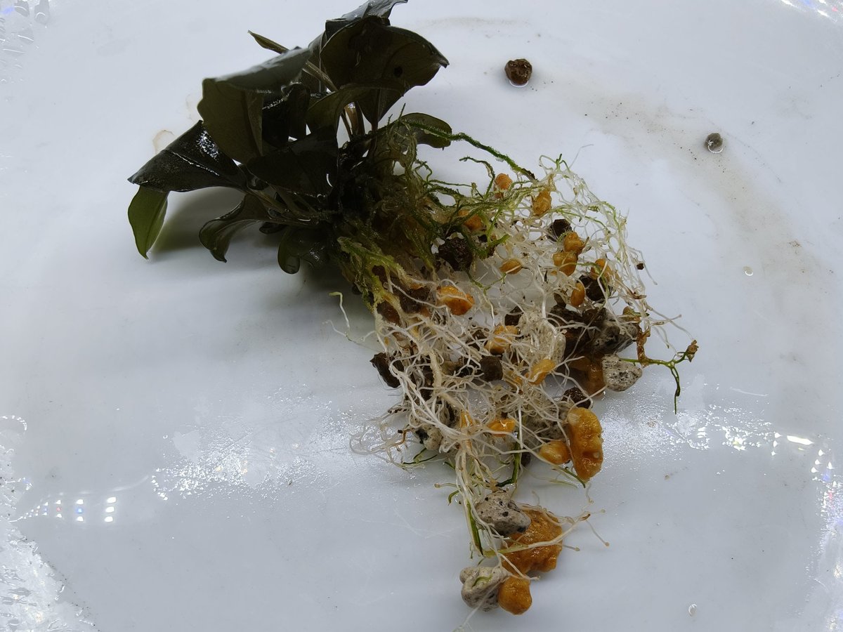 kiboudeko's tweet photo. Bucephalandra sp. Kabupaten Landak Kalimantan Barat T-3809-1
2025/05

TZ便 メタルブセ
カブパテン

入手植付けから14ヶ月
1度やらかしまして😅
ほとんどの葉を溶かしました💦

やらかしボーナスで子株ギチギチ。
株分けしました👍

#ブセファランドラ
#Bucephalandra
#TZ便 https://t.co/VZtHgtgph2