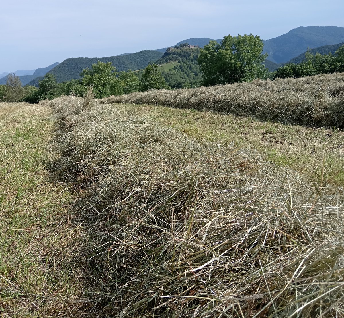 xaiecologic's tweet photo. Un any més el país crema,un any més polítics i tertulians posaran en valor a la pagesia. I un any més ens deixaran sols i abandonats fins que no en quedi cap de nosaltres 
Res espero de la casta parasitària de Palau.
Seguirem defensant la terra, perquè aquesta és la nostra terra. https://t.co/TNWeI6ACev