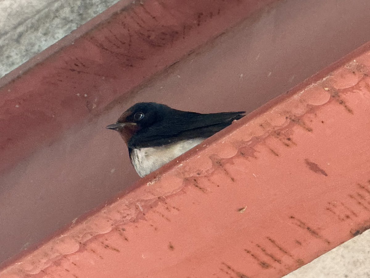 coco150602's tweet photo. 旅の途中で…

つば九郎…？
いや、スバメ...？

かわいい燕に出会いました🐦️ https://t.co/8b0Acqpaiz
