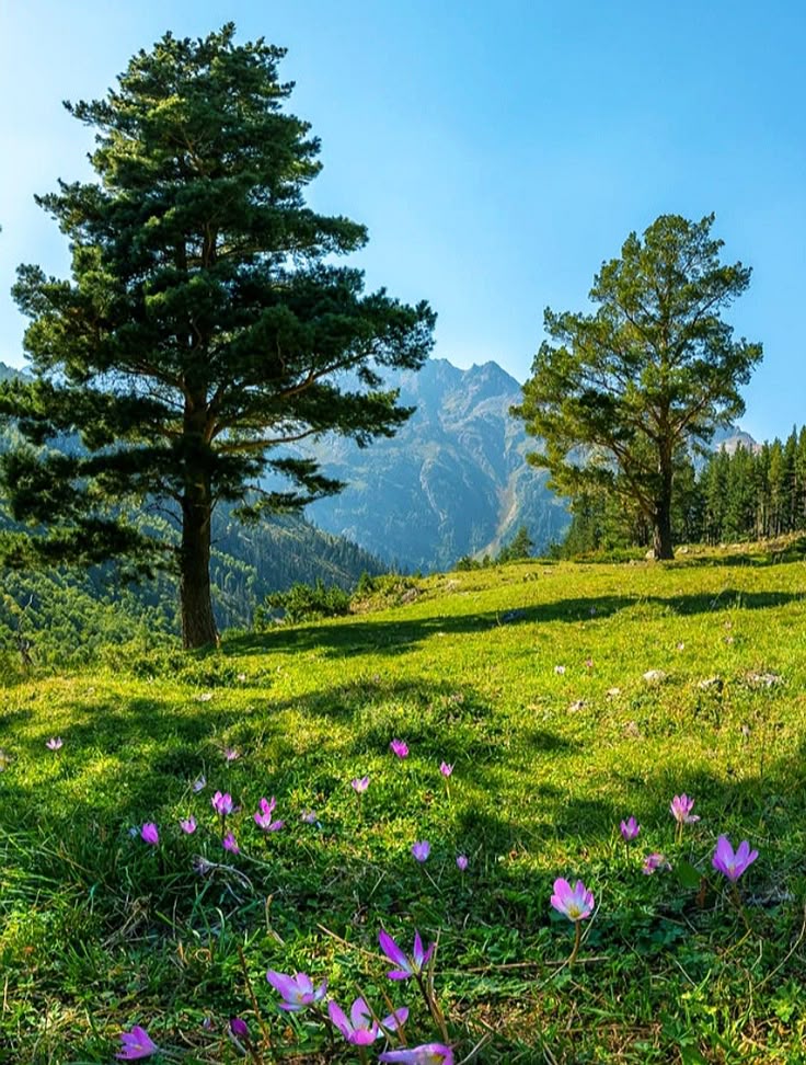 earthwhisperss's tweet photo. Nature Therapy 🌟🍀 https://t.co/e05ck7YOWv