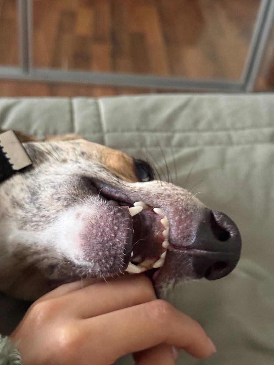 Isabellammar's tweet photo. Is this a smile or a tiny shark? 🦈 
#pet https://t.co/CORRIL3u8A