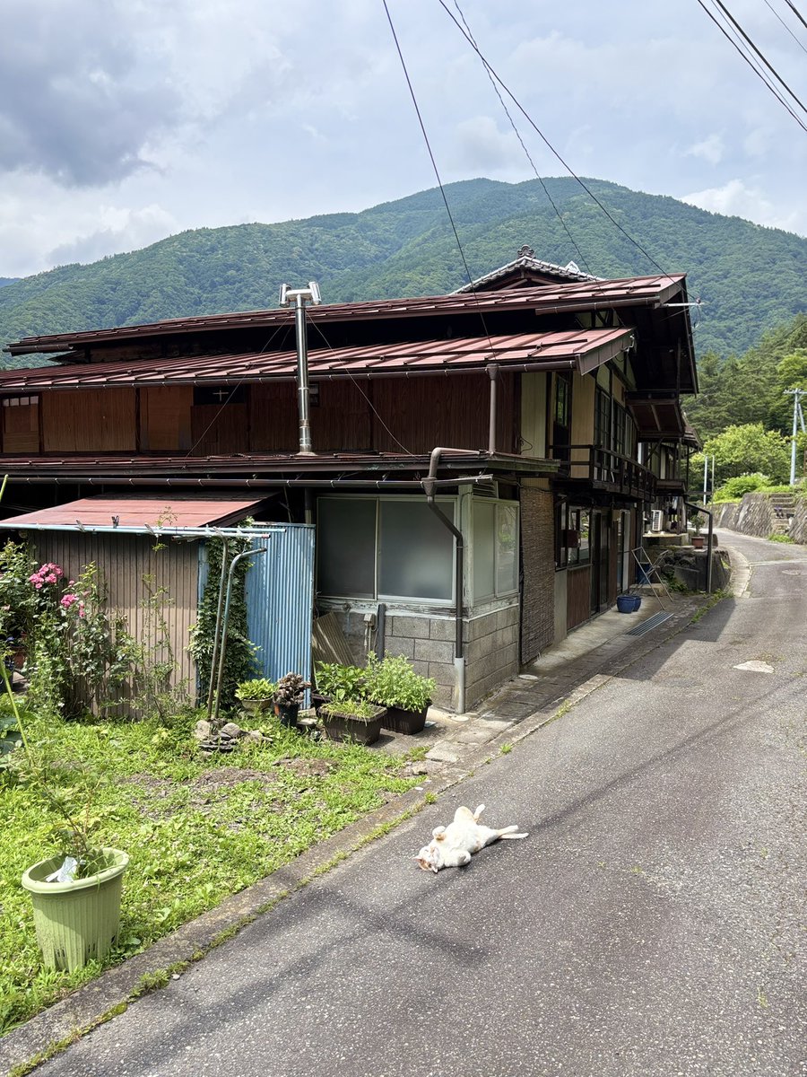 don_guri_gura's tweet photo. 梅雨の晴れ間 すかさず日光浴する落ち猫 https://t.co/Y5eRshg6oq