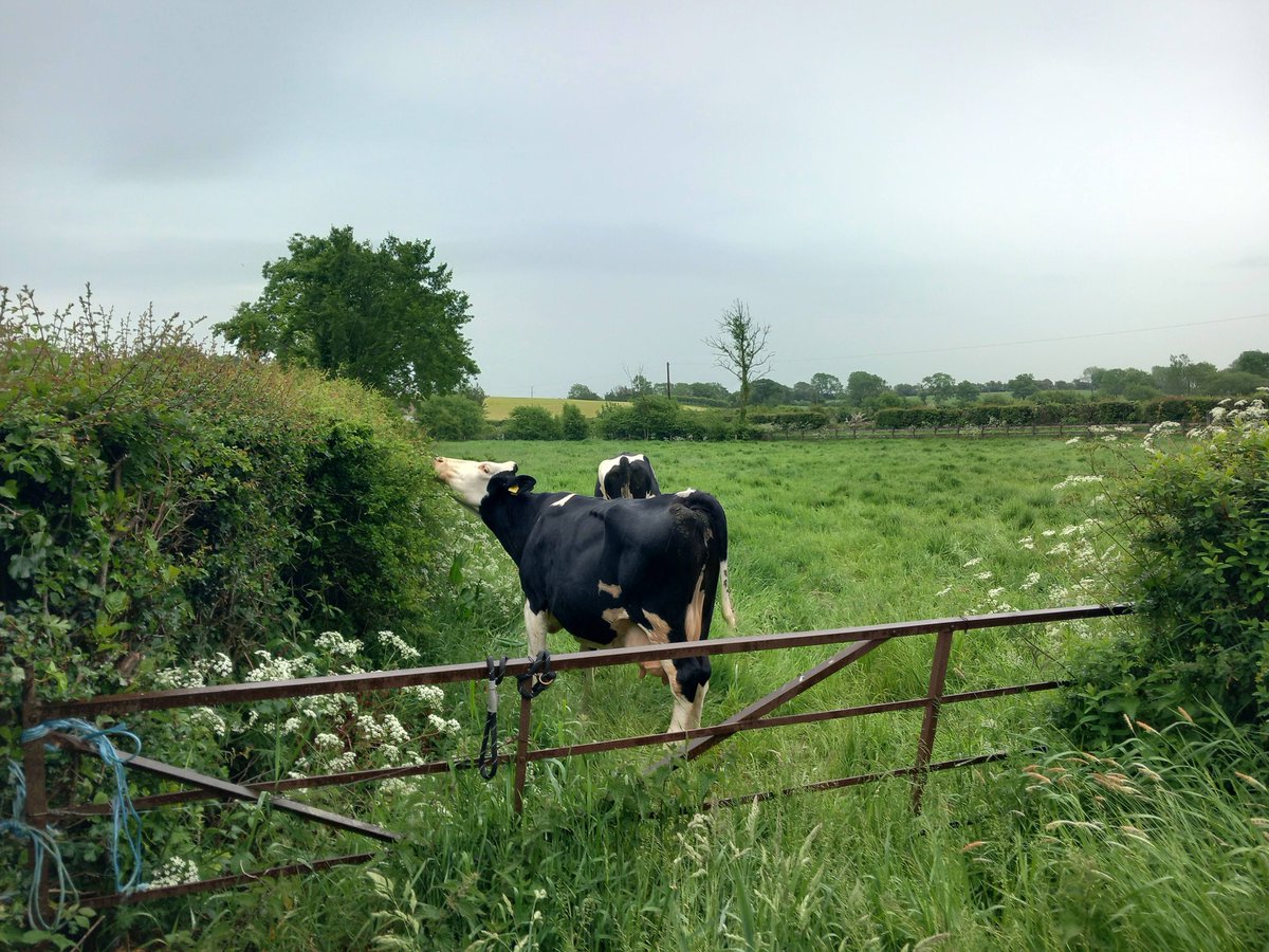 lorraineelizab6's tweet photo. -Cluain na nGall "meadow of the foreigners"
-Cluain Tarbh "meadow of bulls/the bull"
-Cluain Mhic Nóis "meadow of the Sons of Nós"
-Cluain Eraird "Erard's Meadow"
-Cluain meala "meadow of honey"
-Cluain Ard "high meadow"
-Cluain Sceach "meadow of the whitethorn"
#MeadowsDay 🌱🍃 https://t.co/5Q9chsfuNm