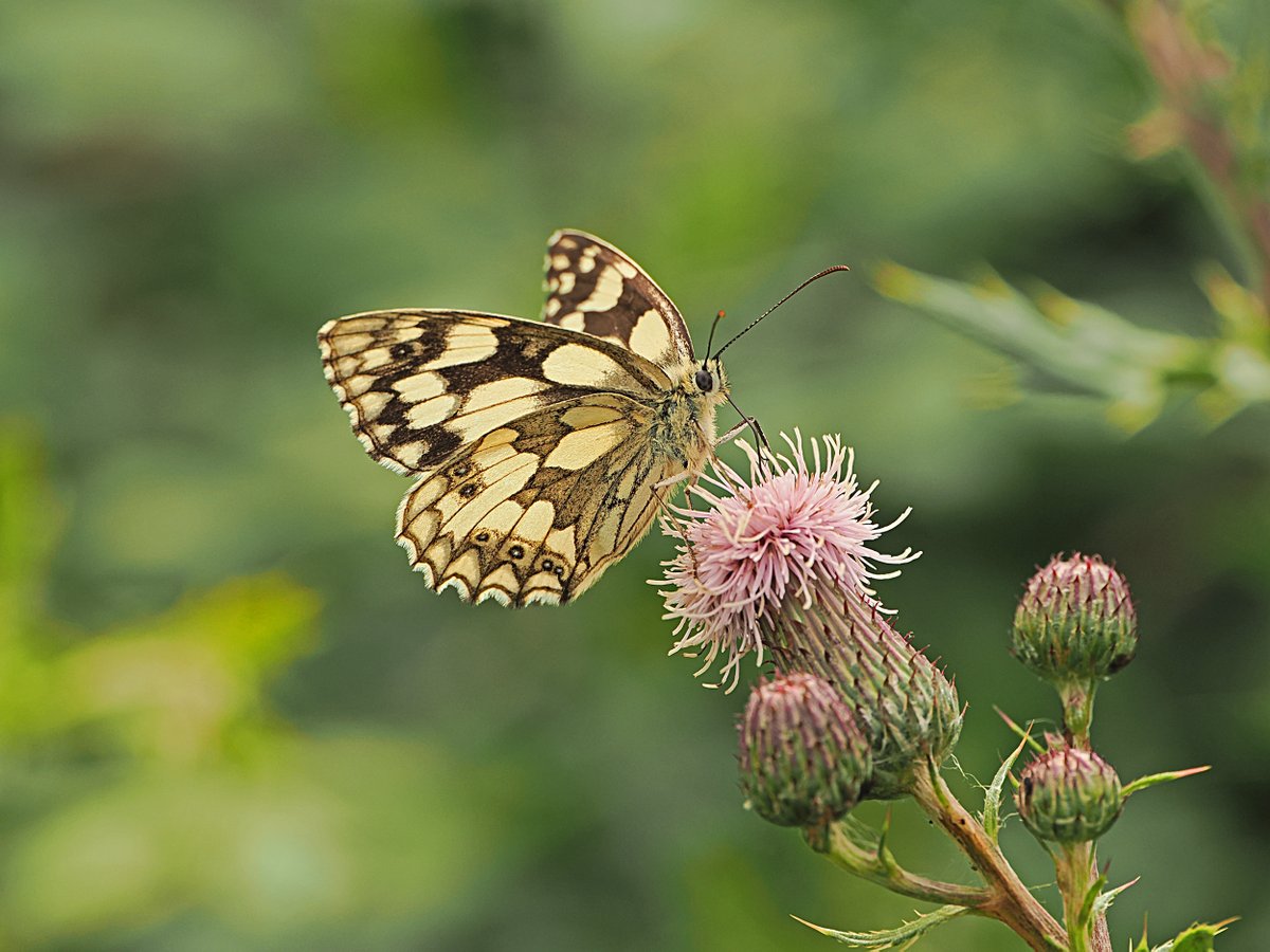 BarrySarling's tweet photo. Marbled White butterfly - photographed 1 July 2026, Turret House Open Space. https://t.co/fOp4g4qOKn