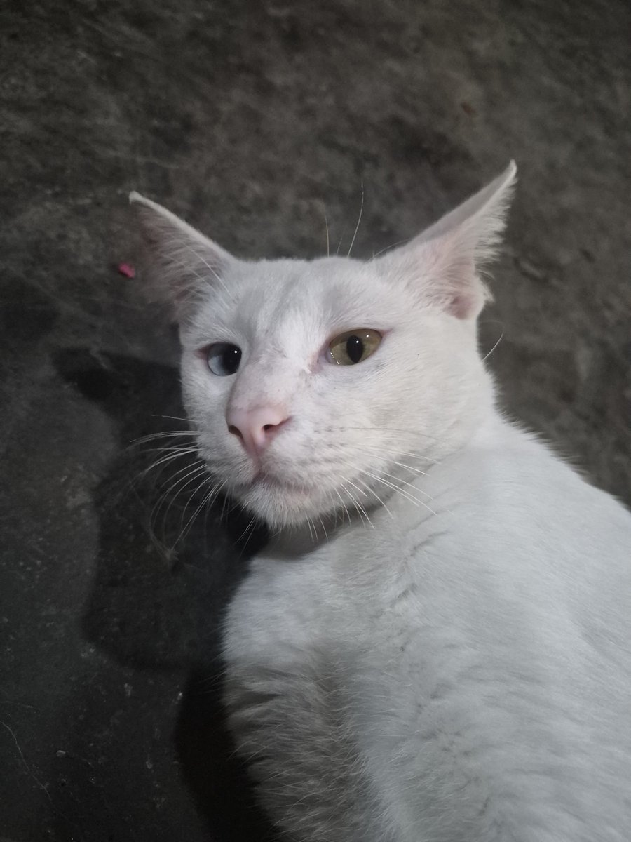 hallugaluh_'s tweet photo. Ci kucing hawrr https://t.co/XE9Rgw8wTu