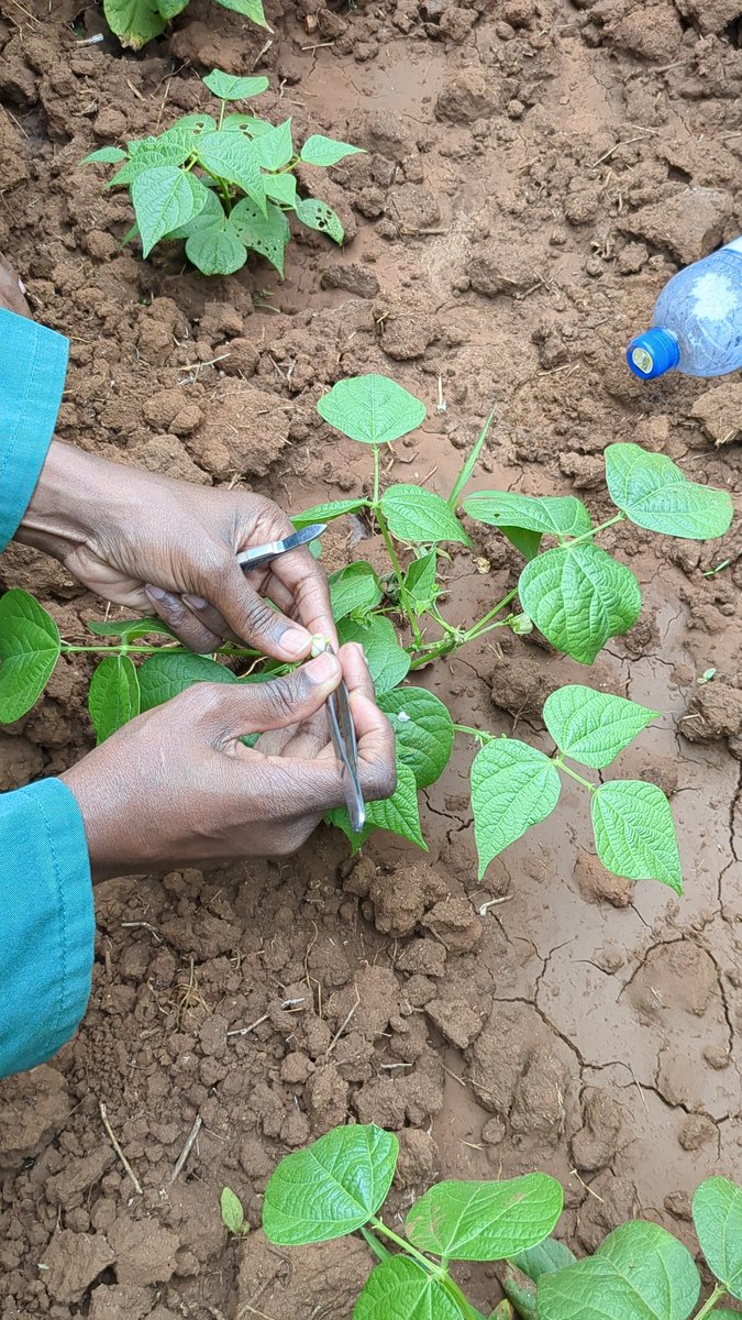 Fortunatus4222's tweet photo. Uboreshaji wa kijenetiki wa maharage (Phaseolus vulgaris) ni nguzo muhimu ya usalama wa chakula. Kwa kuchagua aina zinazostahimili ukame, magonjwa kama baka-jani la pembe (ALS), na zenye ufanisi wa kufyonza virutubisho kwenye udongo.
#PlantBreeding #CropScience #AgTech
#farmwithfortunatus